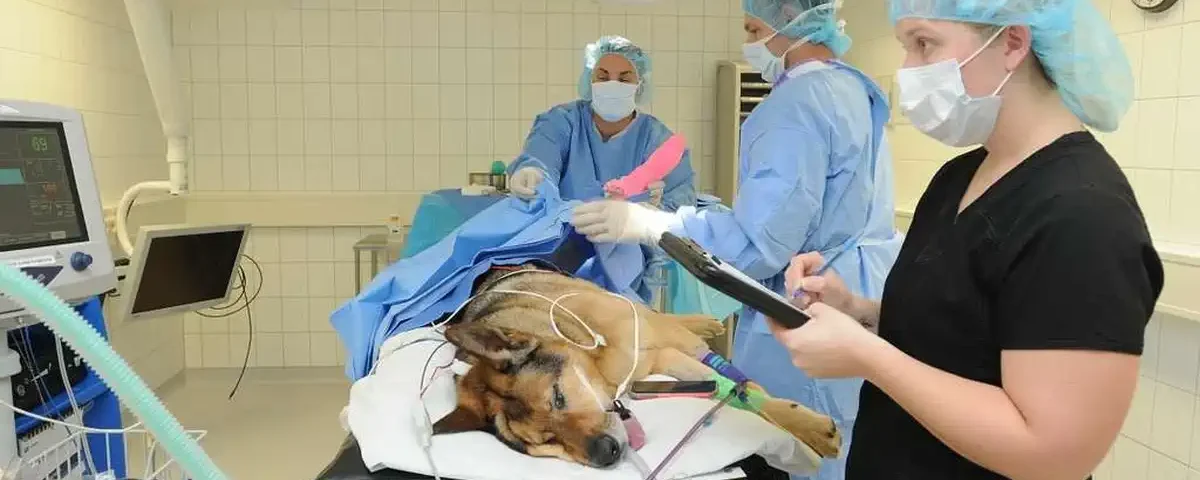 A big dog laying in the operating room with two accredited nurses and a veterinary surgeon: accreditation - improving veterinary care
