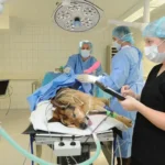 A big dog laying in the operating room with two accredited nurses and a veterinary surgeon: accreditation - improving veterinary care