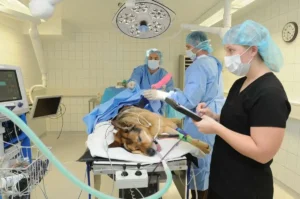 A big dog laying in the operating room with two accredited nurses and a veterinary surgeon: accreditation - improving veterinary care