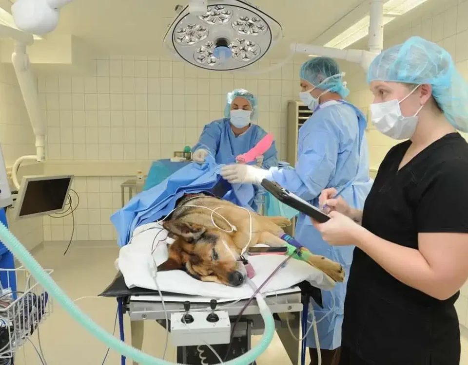 A big dog laying in the operating room with two accredited nurses and a veterinary surgeon: accreditation - improving veterinary care
