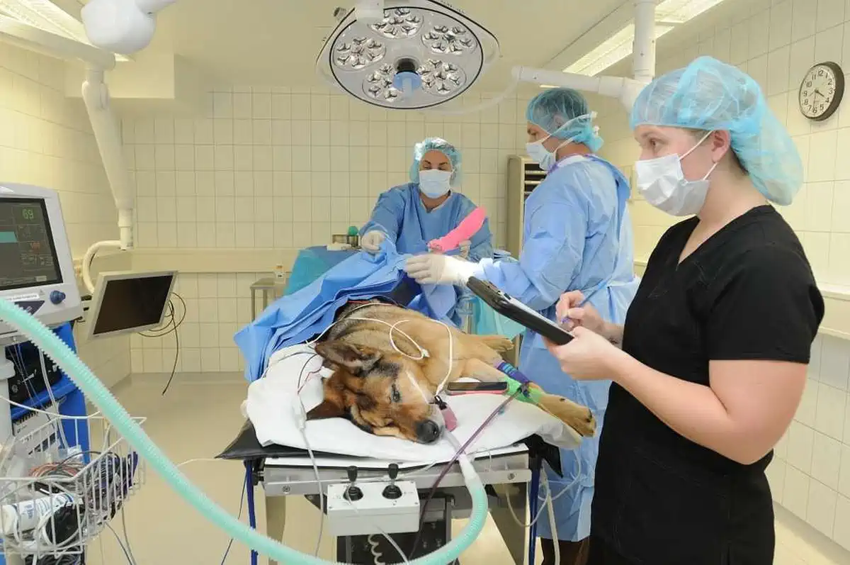 A big dog laying in the operating room with two accredited nurses and a veterinary surgeon: accreditation - improving veterinary care