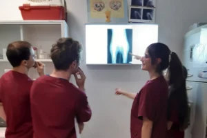 Veterinary nursing in Portugal: Veterinary nurses in red uniforms looking at a canine X-ray image