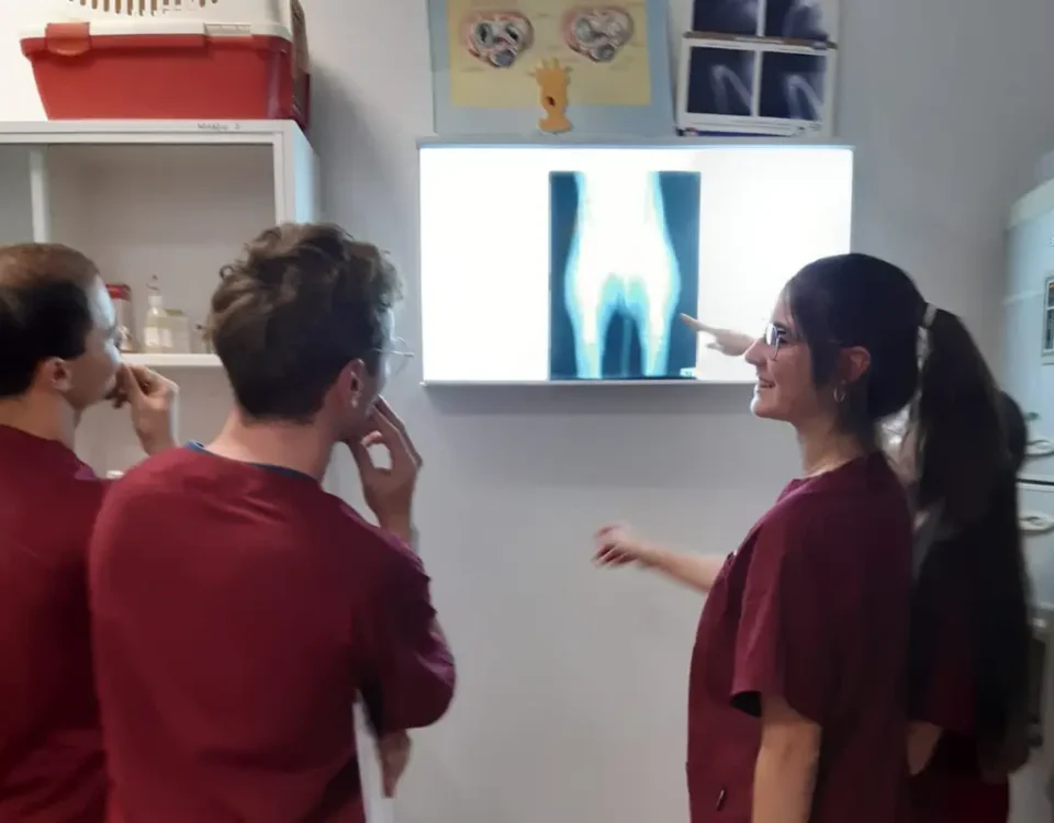 Veterinary nursing in Portugal: Veterinary nurses in red uniforms looking at a canine X-ray image