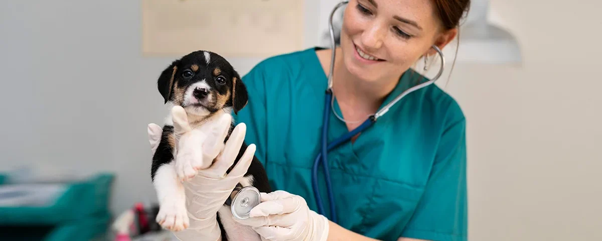 Acovene-accredited nurse examining a puppy with a stethoscope