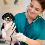 Acovene-accredited nurse examining a puppy with a stethoscope