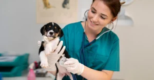 Acovene-accredited nurse examining a puppy with a stethoscope