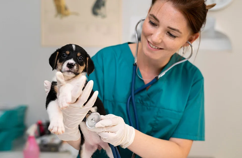Acovene-accredited nurse examining a puppy with a stethoscope